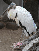 Американский клювач