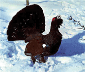 Глухарь