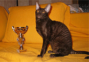 Корниш-рекс