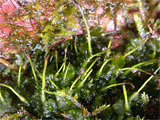 Антоцеротовые мхи вида Folioceros fuciformis