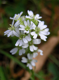 Berteroa incana