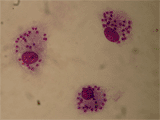 Амастиготы Leishmania tropica