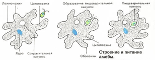 Строение амёбы