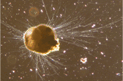 Живая Ammonia tepida