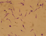 Промастиготы Leishmania major
