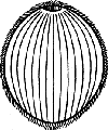 Инфузория Holophrya