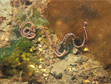 Немертина вида Tubulanus anulatus