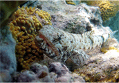 Myctophiformes