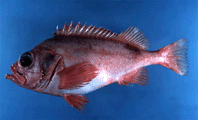 Морской окунь
