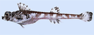 Морская лисичка